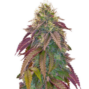 Polar Gelato Auto by Sherbinskis fem (Silent Seeds) семена конопли