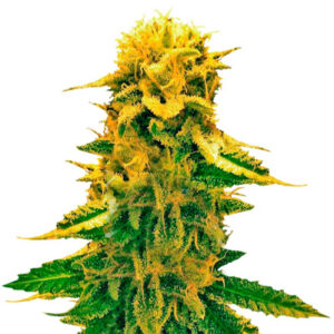 Sugar Black Rose Auto fem (Delicious Seeds) семена конопли