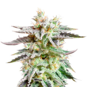 Sugar Black Rose fem (Delicious Seeds) семена конопли