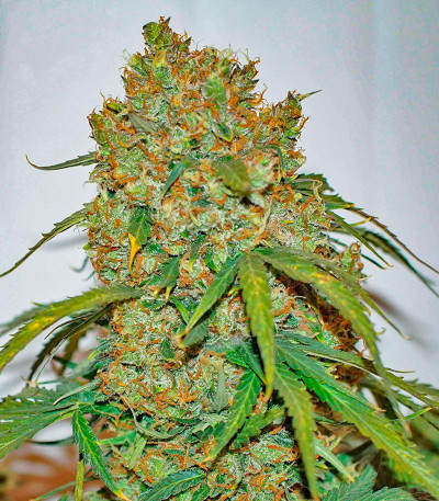 Strawberry Cheesecake Auto fem (Humboldt Seed Company) семена конопли — изображение 4