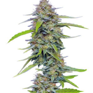 Strawberry Cheesecake Auto fem (Humboldt Seed Company) семена конопли