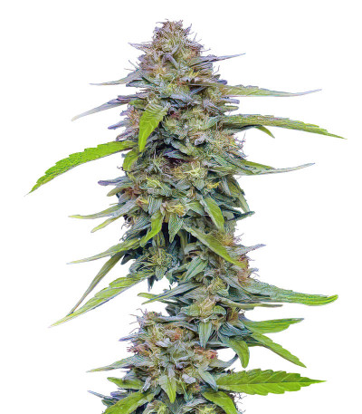 Strawberry Cheesecake Auto fem (Humboldt Seed Company) семена конопли