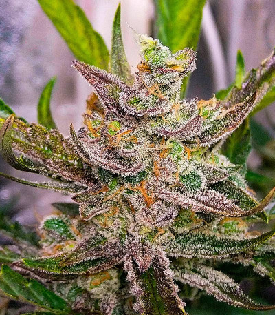 Strawberry Cheesecake Auto fem (Humboldt Seed Company) семена конопли — изображение 5