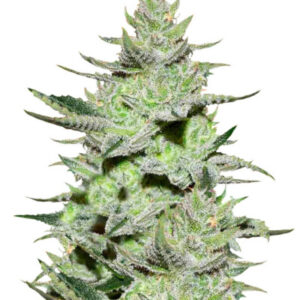 Unknown Kush (Desconocida Kush) fem (Delicious Seeds) семена конопли