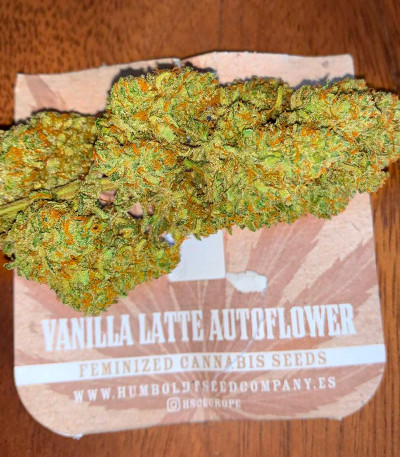 Vanilla Latte Auto fem (Humboldt Seed Company) семена конопли — изображение 3