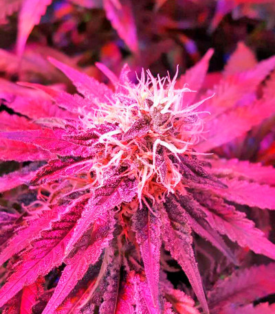 White Widow Automatic fem (Nirvana Seeds) семена конопли — изображение 3