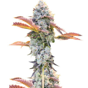 Bay Burger fem (Delicious Seeds) семена конопли