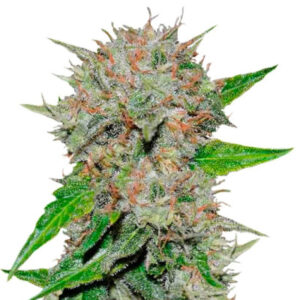 Deep Mandarine CBD fem (Delicious Seeds) семена конопли