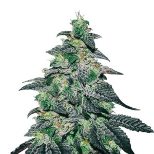 Golosa fem (Delicious Seeds) семена конопли