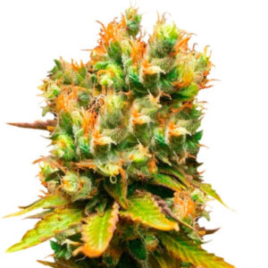 Honeybells CBD fem (Delicious Seeds) семена конопли
