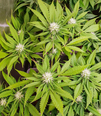 Lord Kush Early Version fem (Delicious Seeds) семена конопли — изображение 4