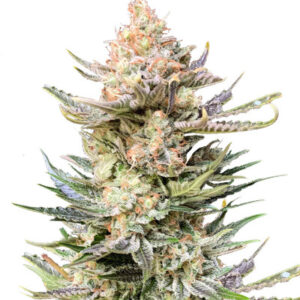 Moby Delicious fem (Delicious Seeds) семена конопли