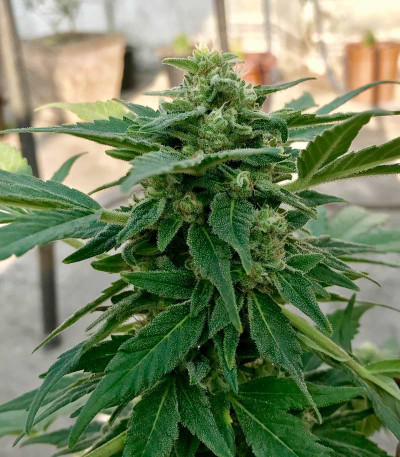 Super Lemon Haze Auto fem (GHS) семена конопли — изображение 4