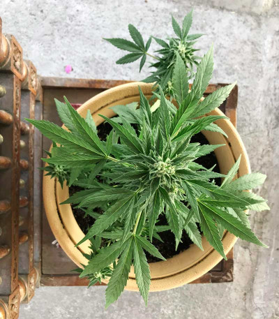 Super Lemon Haze Auto fem (GHS) семена конопли — изображение 3