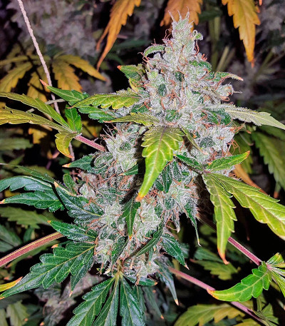 Auto White Widow fem (Pyramid Seeds) семена конопли — изображение 3