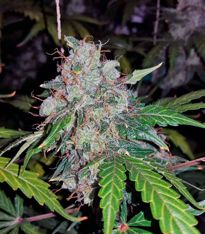 Auto White Widow fem (Pyramid Seeds) семена конопли — изображение 4