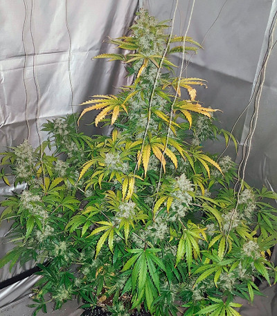 Auto White Widow fem (Pyramid Seeds) семена конопли — изображение 5