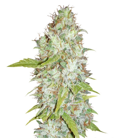 Medical Collection 8 fem (World of Seeds) семена конопли — изображение 3