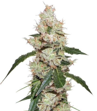 Medical Collection 8 fem (World of Seeds) семена конопли — изображение 4