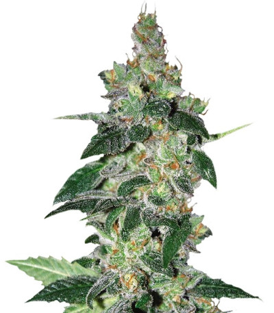 Sativa Pure Origin Collection 8 fem (World of Seeds) семена конопли — изображение 2