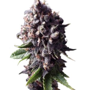 Auto Purple fem (Pyramid Seeds) семена конопли