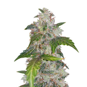 Auto White Widow fem (Pyramid Seeds) семена конопли