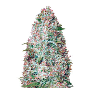 Auto Amnesium fem (Victory Seeds) семена конопли