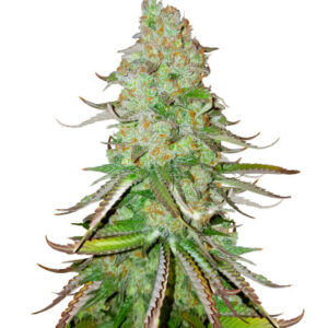 Big Bud Auto fem (Herbies Seeds) семена конопли