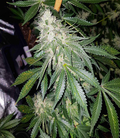 Blueberry Hill fem (Herbies Seeds) семена конопли — изображение 5