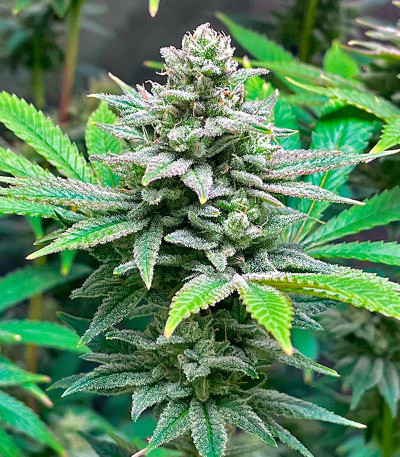 Bruce Banner #3 Auto fem (Herbies Seeds) семена конопли — изображение 3