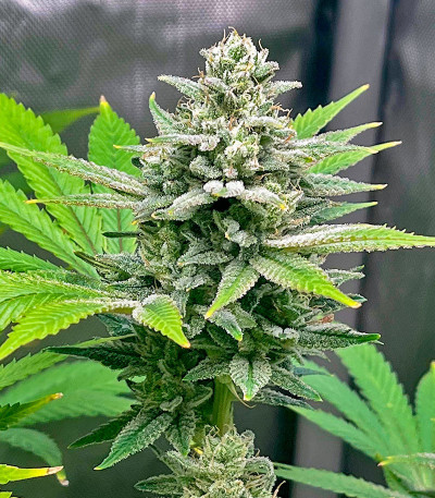 Bruce Banner #3 Auto fem (Herbies Seeds) семена конопли — изображение 6