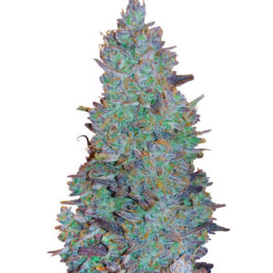 Choco Thai Auto fem (Herbies Seeds) семена конопли