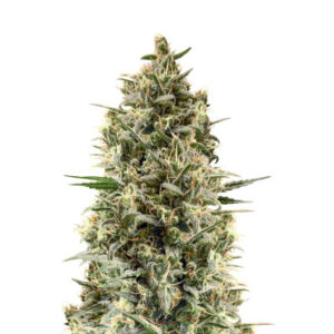 Chocobang fem (Delicious Seeds) семена конопли