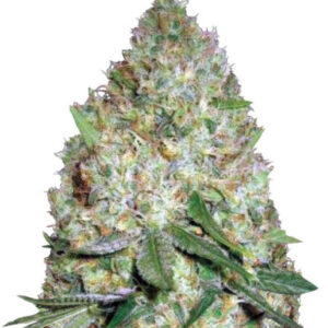 Chronic Monster XXL fem (Victory Seeds) семена конопли