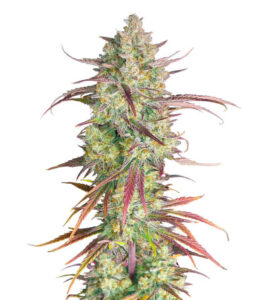Frostbanger Auto fem (FastBuds) семена конопли