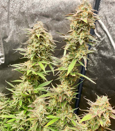 Glue Gelato Auto fem (Barney's Farm) семена конопли — изображение 5