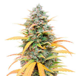 Gelato Auto fem (Herbies Seeds) семена конопли