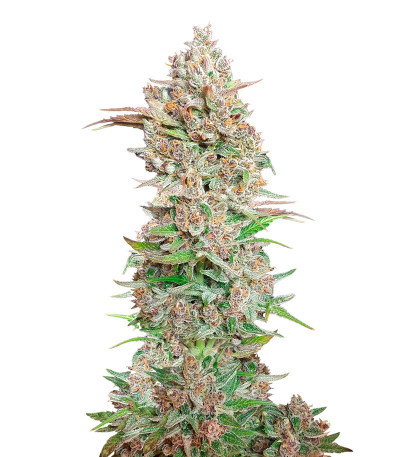 Auto Mix Pack #1 fem (Herbies Seeds) семена конопли — изображение 5