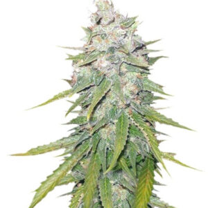 Mazar X Great White Shark fem (World of Seeds) семена конопли
