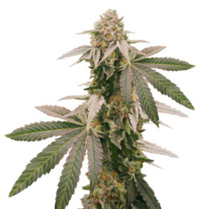 Mimosa Shot fem (Herbies Seeds) семена конопли