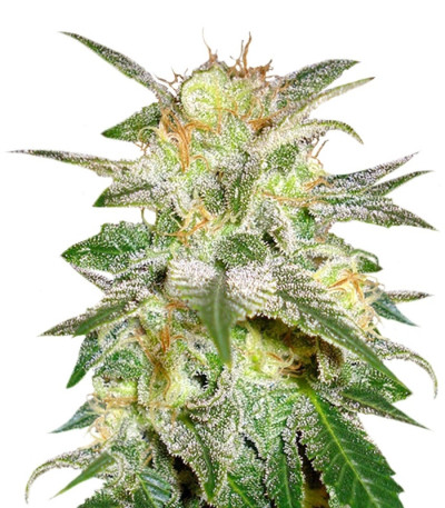 Sativa Pure Origin Collection 8 fem (World of Seeds) семена конопли — изображение 3