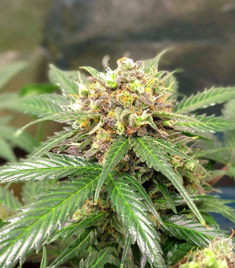 Orange Buddy Auto fem (Herbies Seeds) семена конопли — изображение 3