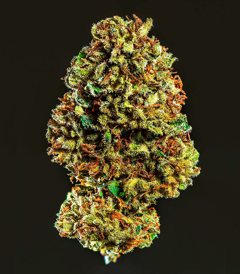 Orange Buddy Auto fem (Herbies Seeds) семена конопли — изображение 4