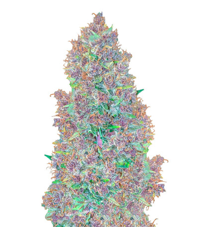 Auto Mix Pack #1 fem (Herbies Seeds) семена конопли — изображение 6