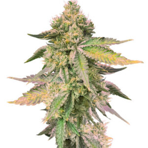RS11 x Banana OG fem (Barney's Farm) семена конопли