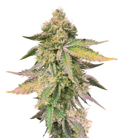 RS11 x Banana OG fem (Barney's Farm) семена конопли