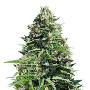 Royal Gorilla Automatic fem (RQS) семена конопли