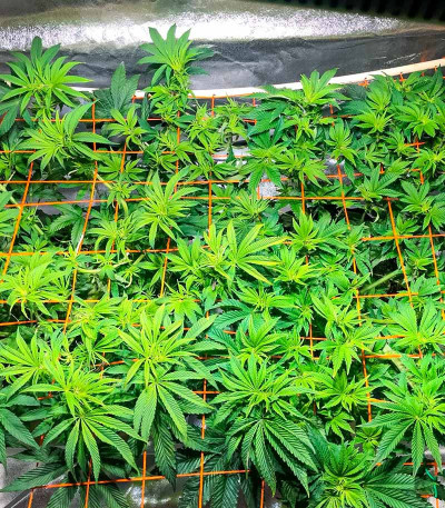 San Bacio Burger fem (Advanced Seeds) семена конопли — изображение 4