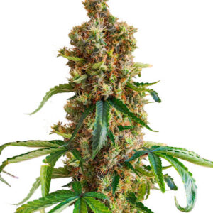 San Bacio Burger fem (Advanced Seeds) семена конопли