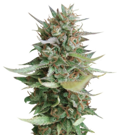 Sativa Pure Origin Collection 8 fem (World of Seeds) семена конопли — изображение 4